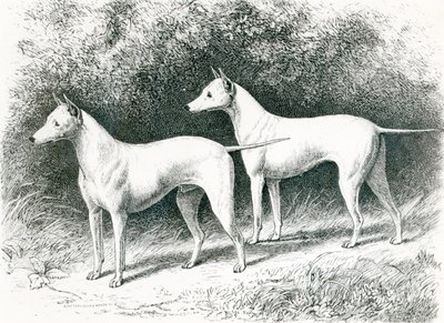 Mr. Vero Shaws weiße englische Terrier 